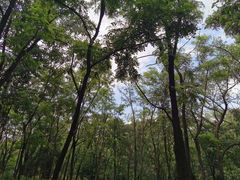-云岗森林公园