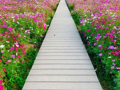 -径山花海