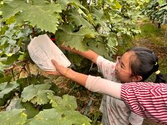 -马陆小张葡萄园农家乐