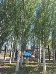 -大望京儿童游乐场