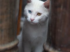 -西园寺