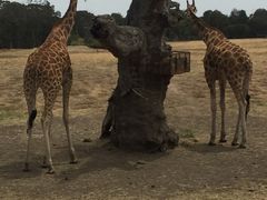 -威勒比开放式动物园