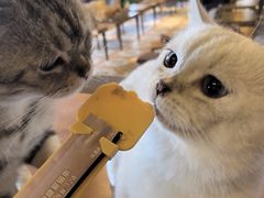 -猫猫幼稚园·撸猫·桌游·电玩