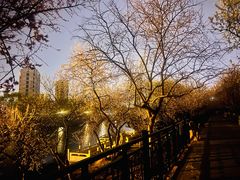 -桃花堤公园