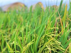 -中国天府农业博览园