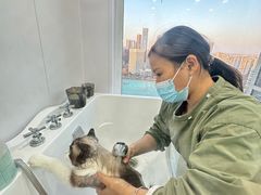 -爱洗澡的猫(望京店)