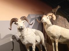 -陕西自然博物馆