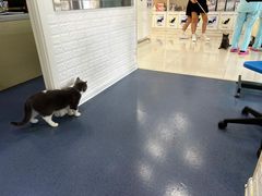 -瑞鹏宠物医院·爱宠堂(环西分院)