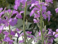 -上海植物园-4号门售票处