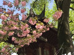 -嘉定紫藤园