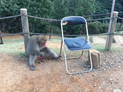 -岚山猴子公园
