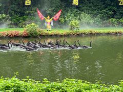 -广州长隆飞鸟乐园