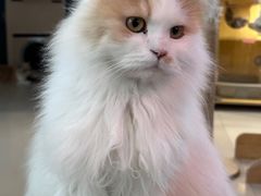 -平行世界·猫咖(首经贸店)