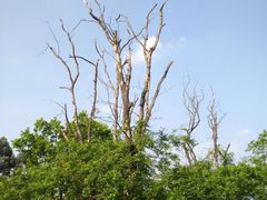 -白鹭湾湿地公园