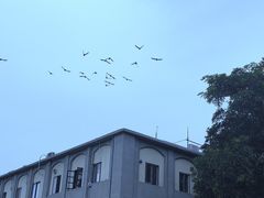 -鼓浪屿钢琴博物馆