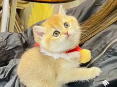 -欣宠猫屋·矮脚拿破仑·蓝金金渐层