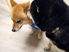 -柴迷FANS CLUB·柴犬狗咖·猫咖
