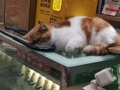 -飞行喵MR PILOT|猫舍·猫咖(静安大融城店)