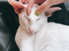 -飞行喵MR PILOT|猫舍·猫咖(静安大融城店)