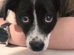 -心仪动物医院·牙专科·肿瘤·心脏科(西客站院)