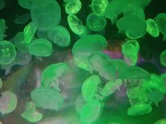 -江和美海洋公园