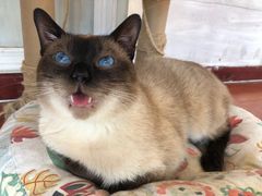 -猫小院猫主题咖啡厅(北锣店)