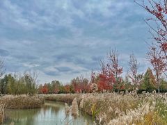 -泗洪洪泽湖湿地景区