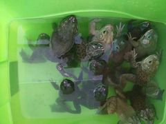 -必点蒸汽海鲜(止锚湾店)