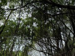 -华侨城湿地公园