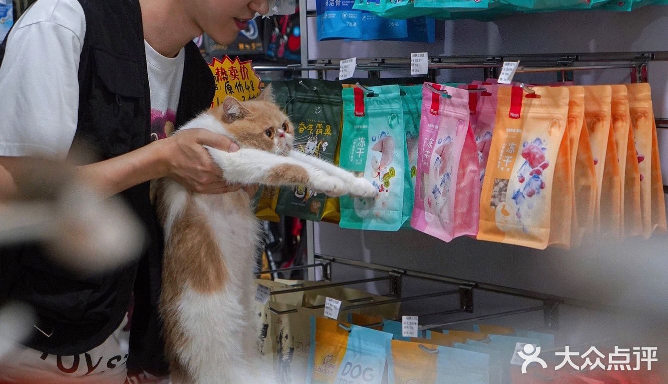 宇宙萌宠“甜茶🐱”日记｜办个VIP做宠物届顶流🚀