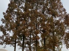 -中国天府农业博览园