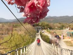 -天适樱花悠乐园