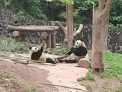 -都江堰中华大熊猫苑
