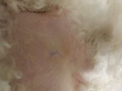 -安安宠医宠物医院·异宠·犬猫内科(岳阳分院)