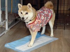 -柴迷FANS CLUB·柴犬狗咖·猫咖