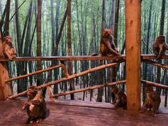 -重庆雨台山风景区
