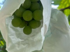 -马陆小张葡萄园农家乐