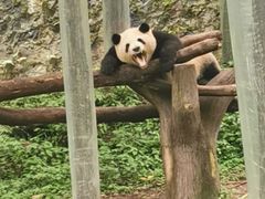 -都江堰中华大熊猫苑