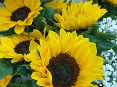 -亭亭鲜花店(中山北路店)