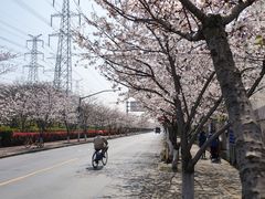 -高东镇樱花园