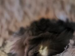 -猫小院猫主题咖啡厅(北锣店)