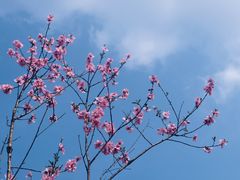 -铁山坪森林公园