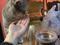 -猫色咖啡·猫咖