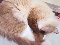 -糯米喵星人·撸猫猫舍咖啡馆(西市场嘉华店)