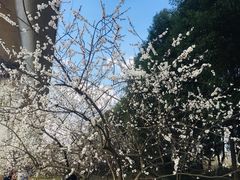 -秀丽东方
