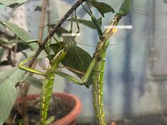 -上海大自然野生昆虫馆(东方明珠·爬宠昆虫探索中心)