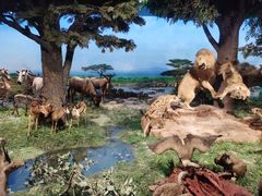 -国家自然博物馆