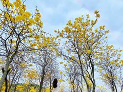 -松山湖梦幻百花洲