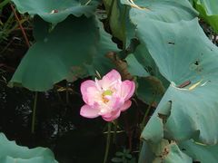 -荷塘月色湿地公园·向阳花洲