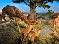 -国家自然博物馆